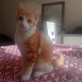 Picture of cat lost at Millau