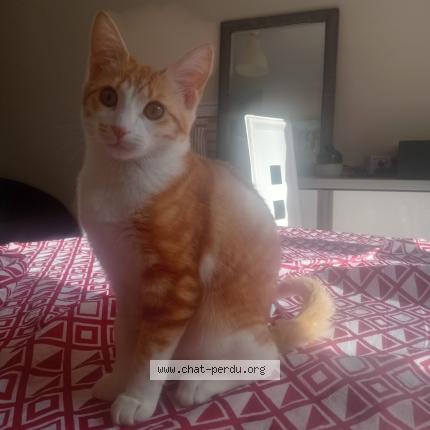 Photo 1/1 Kitty Chat lost in Millau