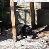 Picture of cat found at Moissac