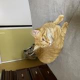 Picture of cat lost at Dombasle Sur Meurthe