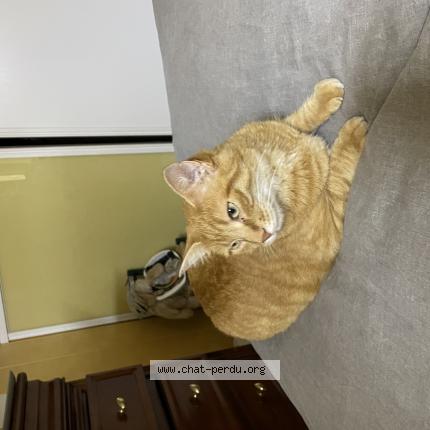 Photo 1/1 Carotte Chat lost in Dombasle sur meurthe