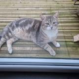 Picture of cat found at 85690 Notre Dame De Monts