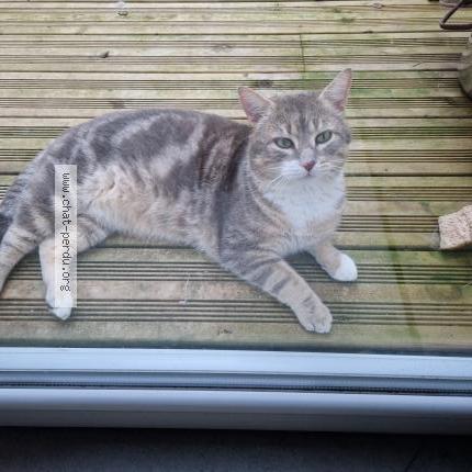 Photo 1/1 Found cat Found in 85690 notre dame de monts