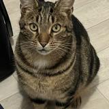 Picture of cat lost at La Baule