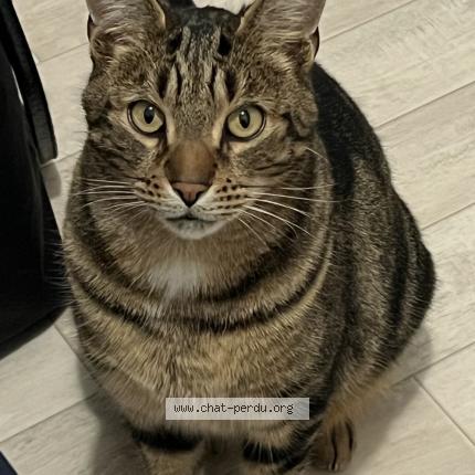 Photo 1/1 Spoon Chat lost in La baule