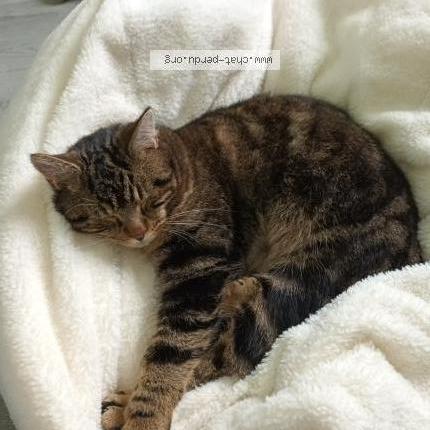 Photo 1/2 Simba Chat lost in Seilhac