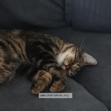 Photo 2/2 Simba Chat lost in Seilhac