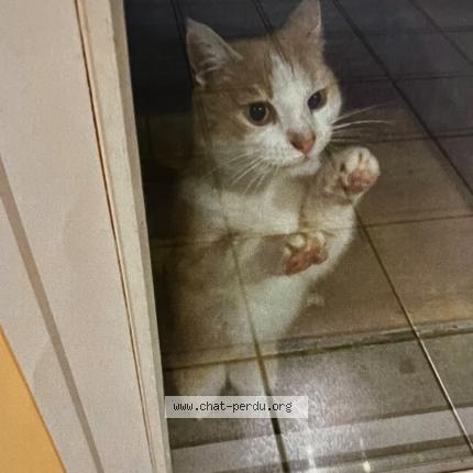 Photo 1/1 Found cat Found in Dardilly