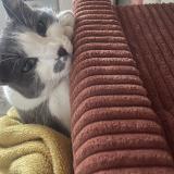 Picture of cat lost at Trelaze