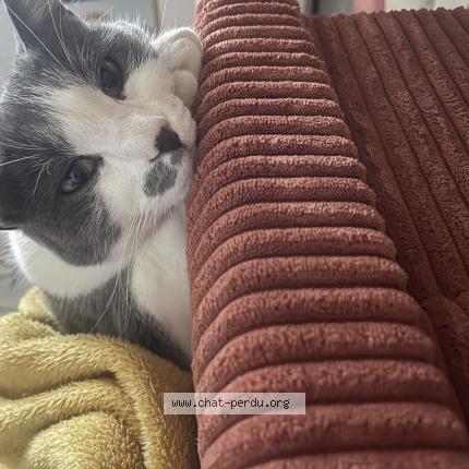 Photo 1/1 Mimi Chat lost in Trelaze