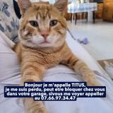 Picture of cat lost at Sable Sur Sarthe