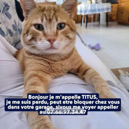 Photo 1/1 Titus Chat lost in Sable sur sarthe