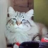 Picture of cat lost at Niort