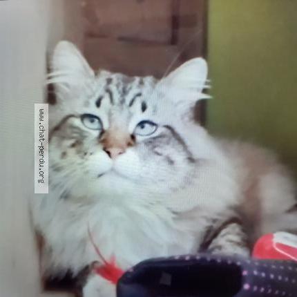 Photo 1/1 Plum Chat lost in Niort