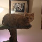 Picture of cat lost at Dayton