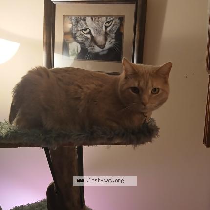 Photo 1/1 Parmisiano aka Measi Chat lost in Dayton