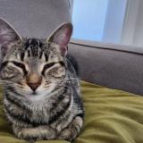 Picture of cat found at Trois Rivieres