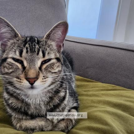 Photo 1/1 Found cat Found in Trois rivieres