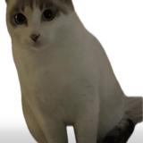 Picture of cat lost at Pontault Combault