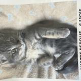 Picture of cat lost at Andrezieux Boutheon