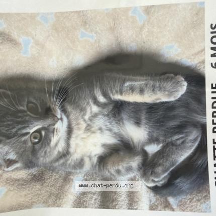 Photo 1/1 Câline Chat lost in Andrezieux boutheon