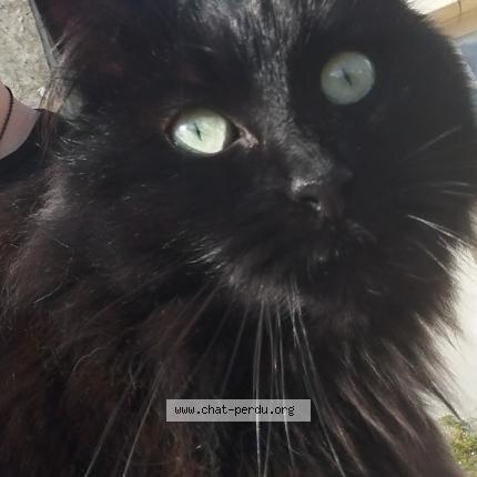 Photo 1/1 Found cat Found in Coulaines