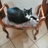 Picture of cat lost at Muret