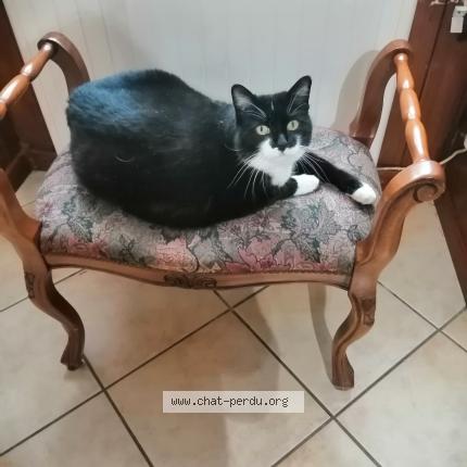 Photo 1/1 Minoushka Chat lost in Muret