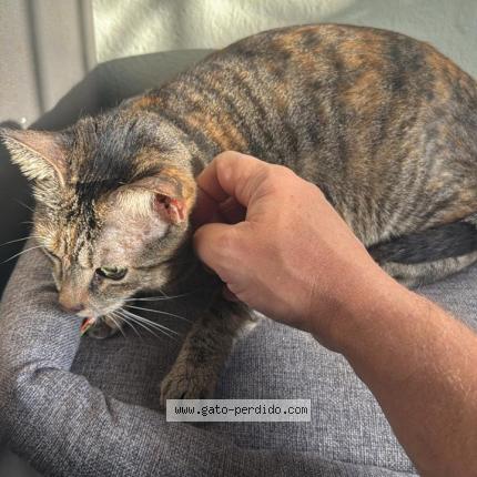 Photo 1/1 Found cat Found in Panama albrook