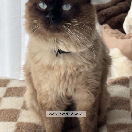 Photo 1/1 Capy Chat lost in Liomer 80430