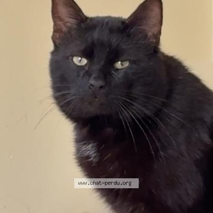 Photo 1/1 Zdoobi Chat lost in St maurices des lions