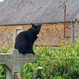 Picture of cat lost at Sainte Colombe