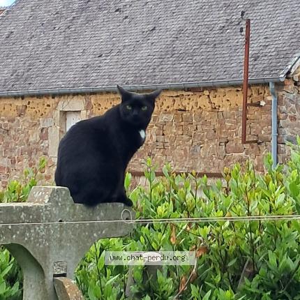 Photo 1/1 Mia Chat lost in Sainte colombe