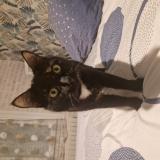 Picture of cat lost at Le Breil Sur Merize