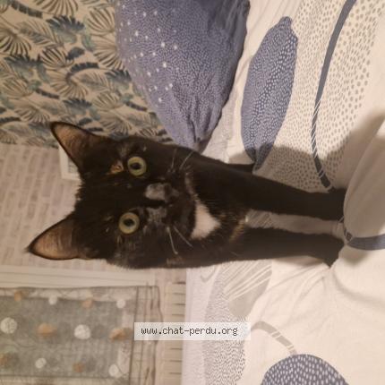 Photo 1/1 Yumi Chat lost in Le breil sur merize