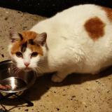 Picture of cat found at Biarritz