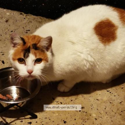 Photo 1/1 Found cat Found in Biarritz