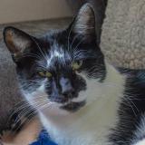 Picture of cat lost at Sollies Pont