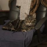 Picture of cat lost at Jouars Ponchartrain