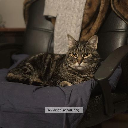 Photo 1/1 Marcel Chat lost in Jouars ponchartrain