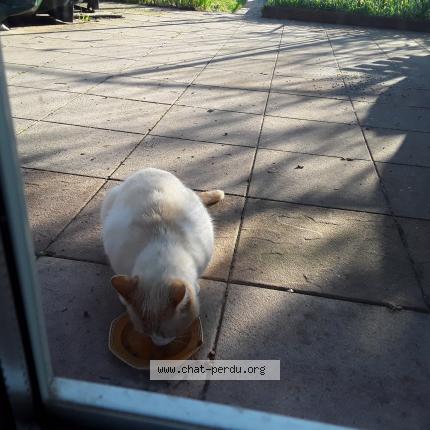 Photo 1/1 Found cat Found in Dombasle sur meurthe