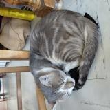 Picture of cat lost at Puisieux