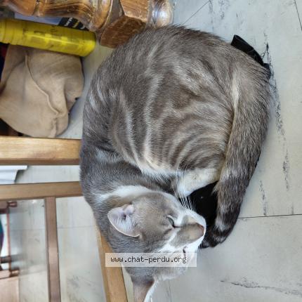 Photo 1/1 Simba Chat lost in Puisieux