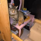 Picture of cat lost at Monteux