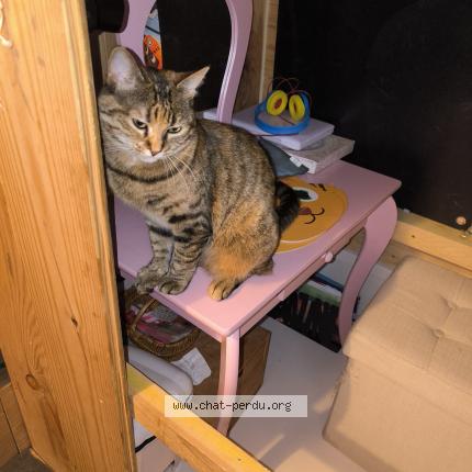 Photo 1/2 Stella Chat lost in Monteux