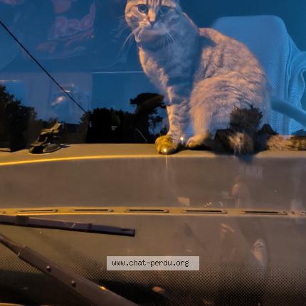 Photo 2/2 Stella Chat lost in Monteux