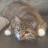 Picture of cat lost at Les Pavillons Sous Bois