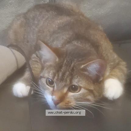 Photo 1/1 Canelle Chat lost in Les pavillons sous bois