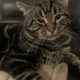 Picture of cat lost at Repentigny