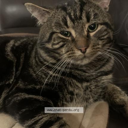 Photo 1/1 Pickles Chat lost in Repentigny